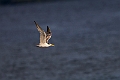 Great-crested Tern.20231018-_DSC4063