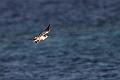 Great-crested Tern.20231018-_DSC4073