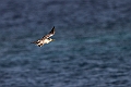 Great-crested Tern.20231018-_DSC4073