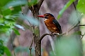 Green-backed Kingfisher.20230929-_DSC1288