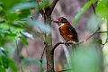 Green-backer Kingfisher.20230929-_DSC1285