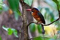 Green-backer Kingfisher.20230929-_DSC1294