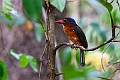 Green-backer Kingfisher.20230929-_DSC1307