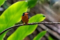 Halmahera Pygmy Kingfisher.202312okt_1303