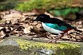 Ivory-breasted Pitta.202308okt_0967