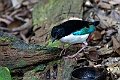 Ivory-breasted Pitta.202308okt_1073