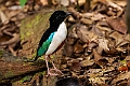 Ivory-breasted Pitta.202308okt_1092