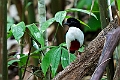 Ivory-breasted Pitta.202308okt_1176