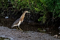 Javan Pond Heron.20231002-_DSC2321