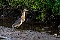 Javan Pond Heron.20231002-_DSC2333