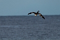 Lesser Frigatebird.20231018-_DSC3962