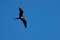 Lesser Frigatebird.20231019-_DSC4165