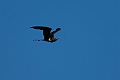 Lesser Frigatebird.20231019-_DSC4176