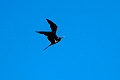 Lesser Frigatebird.20231019-_DSC4187