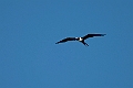 Lesser Frigatebird.20231019-_DSC4213