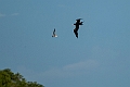 Lesser Frigatebird.20231019-_DSC4216