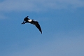 Lesser Frigatebird.20231019-_DSC4225