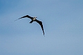 Lesser Frigatebird.20231019-_DSC4240