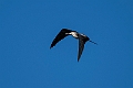 Lesser Frigatebird.20231019-_DSC4260
