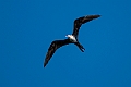 Lesser Frigatebird.20231019-_DSC4266