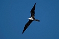 Lesser Frigatebird.20231019-_DSC4272