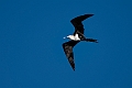 Lesser Frigatebird.20231019-_DSC4274