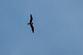 Lesser frigatebird.20231018-_DSC4081