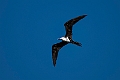 Lesser frigatebird.20231019-_DSC4270