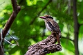 Lilac-breasted Kingfisher.20230929-_DSC1320