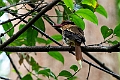 Lilac-breasted Kingfisher.20230929-_DSC1335