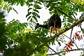 Maleo.0231003-_DSC2561
