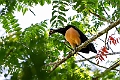 Maleo.20231003-_DSC2493 kopier