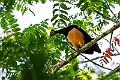 Maleo.20231003-_DSC2495