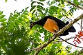 Maleo.20231003-_DSC2539