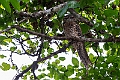 Papuan Frogmouth.20231018-_DSC3924