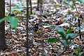 Red-backer Thrush.20230929-_DSC1324