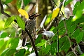 Scaly Kingfisher.20231002-_DSC2199