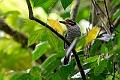 Scaly-breasted Kingfisher.20231002-_DSC2257