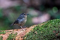 Snowy-breasted Flycatcher.20231002-_DSC2142