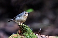 Snowy-browed Flycatcher.20231002-_DSC2125