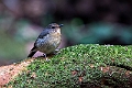 Snowy-browed Flycatcher.20231002-_DSC2159