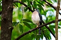 Sot-tailed Goshawk.20230929-_DSC1386