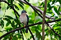 Spot-tailed Goshawk.20230929-_DSC1354