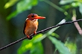 Sulawesi Drawf Kingfisher.20230930-_DSC1564