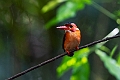 Sulawesi Drawf Kingfisher.20230930-_DSC1582
