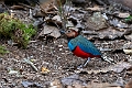 Sulawesi Pitta.20231002-_DSC1857