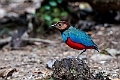 Sulawesi Pitta.20231002-_DSC1956