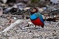 Sulawesi Pitta.20231002-_DSC1969