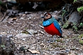 Sulawesi Pitta.20231002-_DSC2051