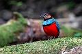 Sulawesi Pitta.20231002-_DSC2064